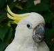 Папуга какаду в якості домашнього вихованця