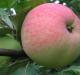 Найкращі сорти яблунь з фото та назвами Назва сортів яблунь за абеткою