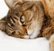 Причини та способи усунення здуття живота у кішки