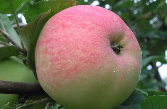 写真と名前付きの最高の品種のリンゴの木