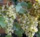 バシキリアの美しいブドウ品種: 観察と剪定