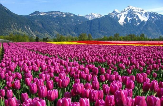 Tulipany.  Wskazane jest, że jest zasilany.  Bezpieczna ochrona pędów przed chorobami i chorobami lipy i sierpu Jak pracować, gdy tulipany „wyszły” jako zdeformowane sadzonki