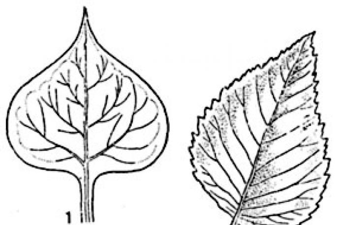Morfologi Bunga dan Pembungaan Bunga yang mempunyai banyak sumbu simetri disebut