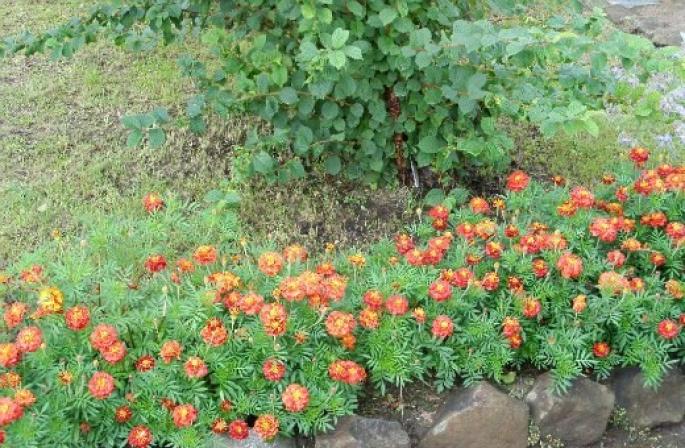 街の近くの温室の近くの庭の花壇に列を植えるにはどうすればよいでしょうか？