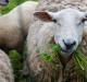 Bagaimana cara memberi makan domba jantan di rumah?