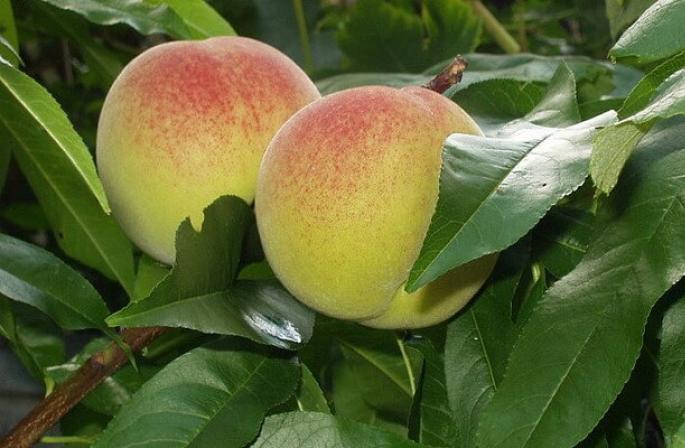 Pfirsichpflanzen und -kontrolle, Beschneiden, Kraft des Rezepts, Pfirsich mit roten Blättern, Beschreibung der Sorte