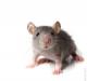 Ką reiškia svajoti apie mažas peles: studija pagal svajonių knygas Ką reiškia svajoti apie mažas peles