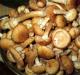 Cara mengasinkan jamur untuk musim dingin dalam toples - resep sederhana dan lezat