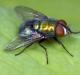 Bagaimana lalat berkembang biak.  Reproduksi lalat.  Berapa lama lalat dari spesies berbeda dapat hidup?