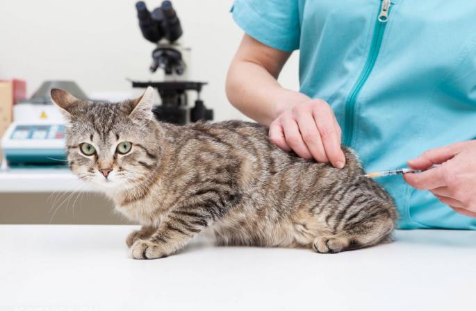 Bagaimana cara memberikan suntikan intramuskular pada kucing?