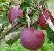 Description des caractéristiques de la variété Apple Lobo Yablunya Lobo, coupées les branchies