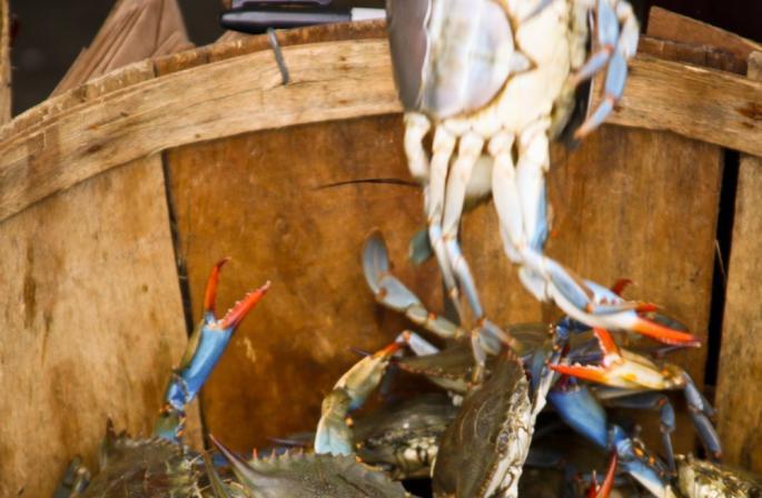 Шлях до успіху: «теорія відра з крабами Вимова слова Crab bucket theory