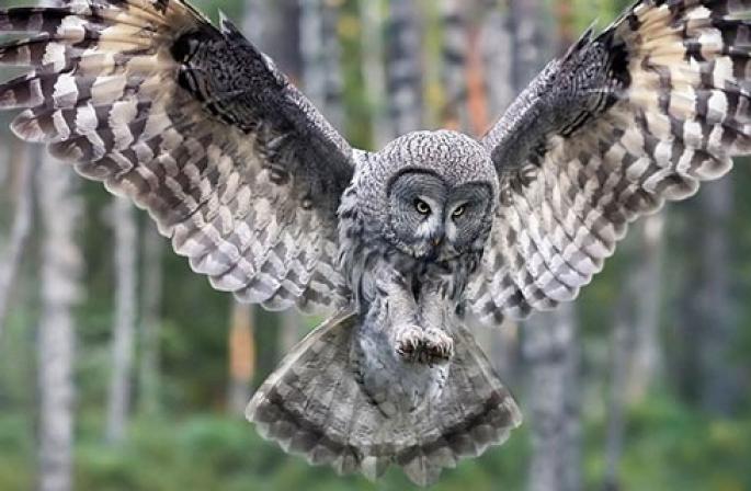Why do you dream about an owl: the darkening of the symbol from various dream books